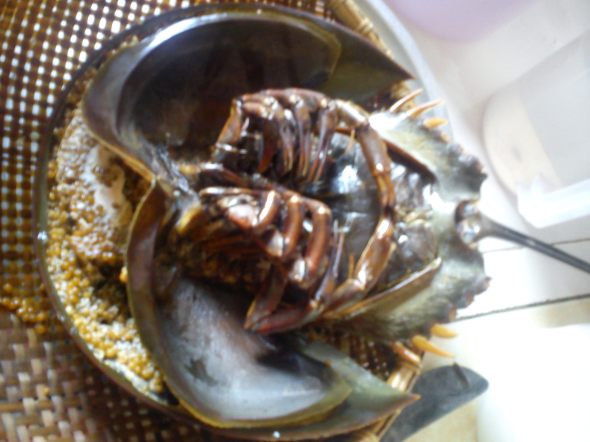 Horseshoe Crab, Belangkas, Belakas