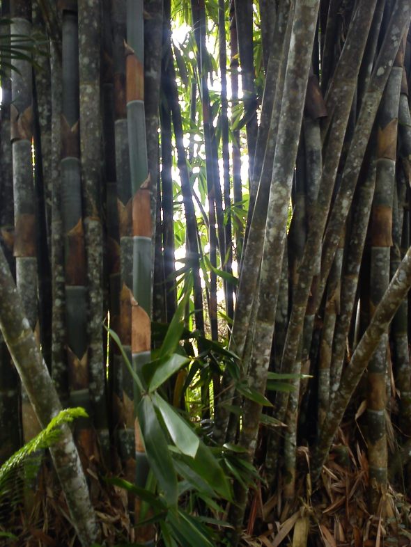 Bamboo, buluh lemang